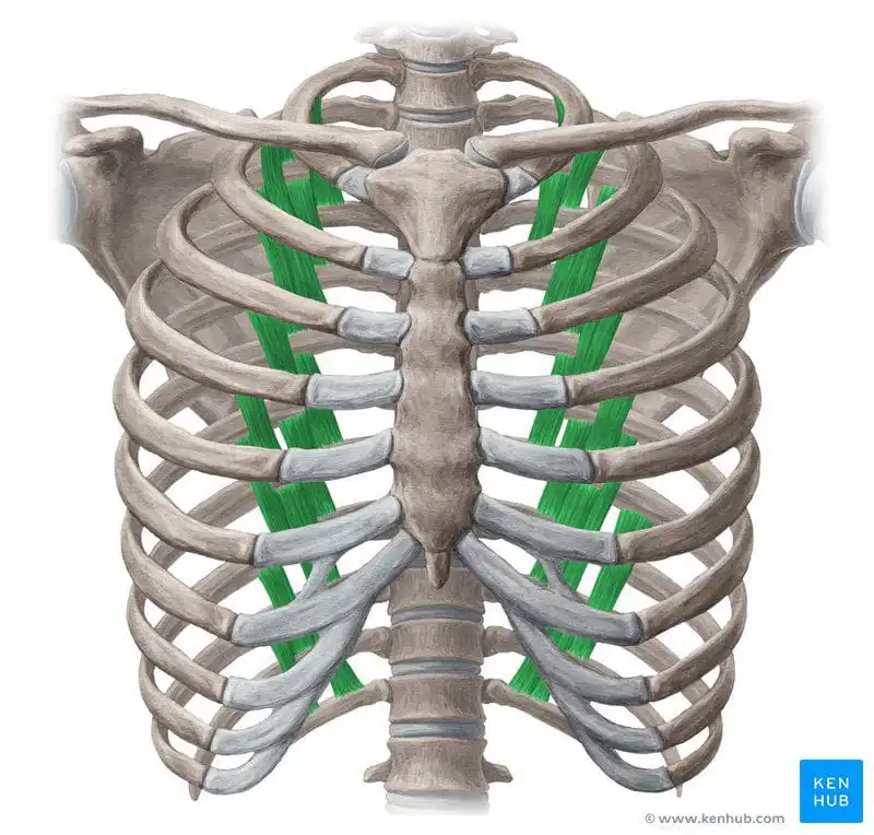 Подреберные мышцы
